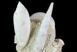 Tall Miocene Fossil (Gastropod) Cluster - France #70865-1